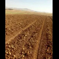 زمین کشاورزی بهر جاده صالحیه روستای صفرخواجه