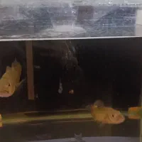 ماهی پیکاک باس کلبری|ماهی|یزد, |دیوار