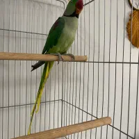 شاه طوطی سخن گو