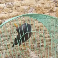 مرغ مینا جوان وباهوش|پرنده|تبریز, |دیوار