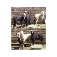 شیشک بره دار، میش و بره