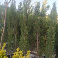 باغبان. طراح فضای سبز و نگهداری.هرس.کل کرج|خدمات باغبانی و درختکاری|کرج, شهرک نهال و بذر|دیوار