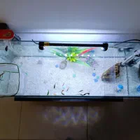 آکواریوم|ماهی|کرج, شهرک رضوانیه|دیوار