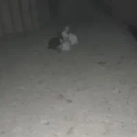 خرگوش