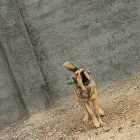 سگ سرابی ذات قدیم|سگ|شهرضا, |دیوار