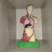 مولاژ بدن