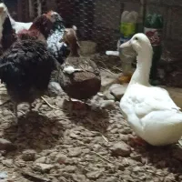 اردک