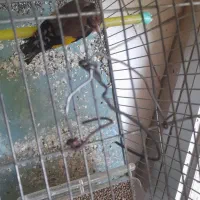 سهره نر|پرنده|بندرعباس, |دیوار