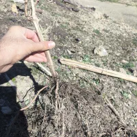 نهال انگور کشمش