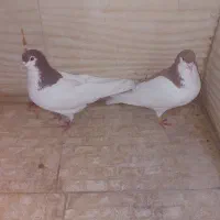 ۳۰۰۰،۰۰۰|پرنده|باغستان, |دیوار