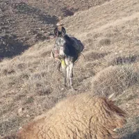 خر ماده نوجوان  ۲ ساله