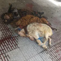 قصابی شبانه روزی|خدمات پذیرایی، مراسم|اراک, |دیوار