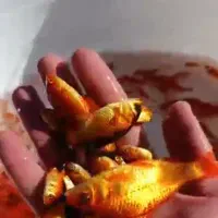 ماهی قرمز|ماهی|اصفهان, چرخاب|دیوار