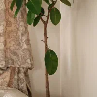 فروش فوری با گلدان