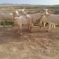 چهار تا کولار. ک هنوز دندون نداخته چ برسه بشکه