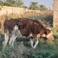 گاو سمینتال با گوساله