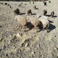 میش جوان داشتی