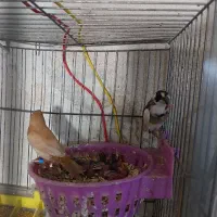 فنچ بنگالی جفت مولد|پرنده|تهران, شیوا|دیوار