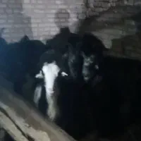 بزد|حیوانات مزرعه|بروجن, |دیوار