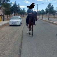 فروش مادیون ترکمن