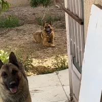 سگ مالینویز نگهبان