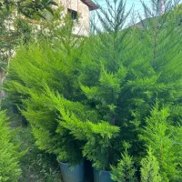 ارسال لاوسون از رامسر با تخفیف ویژه