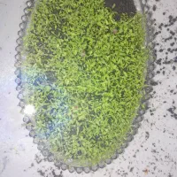 گیاه اکواریومی|ماهی|چابهار, |دیوار