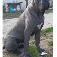 واگذاری کنکورسو نر