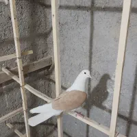 نر و ماده پشت زرد قیمت واقعان پاین