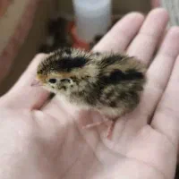 جوجه یک روزه بلدرچین خ ری دارم