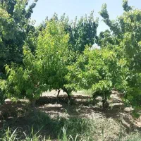 باغچه-ی-دنج-و-نقلی