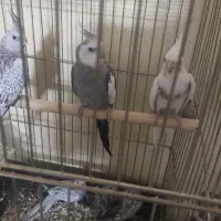 جفت عروس هلندی آماده تخم|پرنده|سمنان, |دیوار