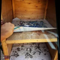 جفت کن کفتر