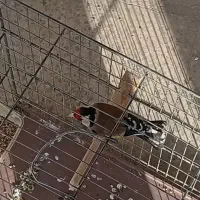 یه عدد سهره نر عالی|پرنده|خمینی‌شهر, |دیوار