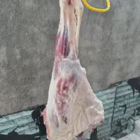 فروش گوشت گوسفندی
