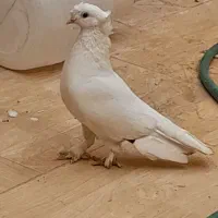 قفس کبوتر فروشی|لوازم جانبی حیوانات|یزد, |دیوار