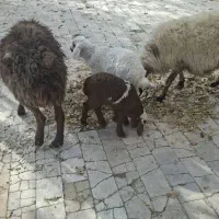 میش وبره|حیوانات مزرعه|خوانسار, |دیوار