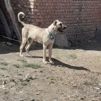 واگذاری توله سراب اصل‌