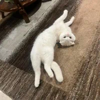 گربه اسکاتیش بریتیش یک ساله