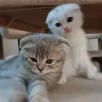 گربه اسکاتی فولد