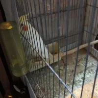 عروس هلندی نر و ماده
