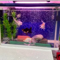 فروش آکواریوم