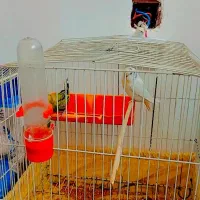 650000|پرنده|هشتگرد, سعید آباد|دیوار