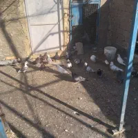 کفترفروشی|پرنده|آشتیان, |دیوار