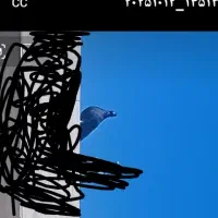 گمشده کفتر پرنده|حیوانات|سبزوار, باهنر|دیوار