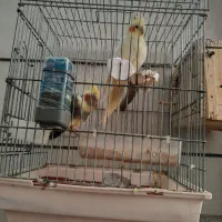 عروس هلندی همراه ۶تا جوجه