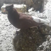 سرخ دم سفید ماده