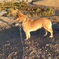 سگ پاکوتاه باهوش|سگ|تبریز, |دیوار