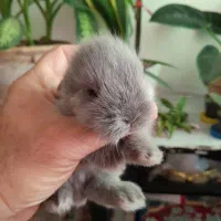 زیبا ترین نژاد بچه خرگوش نژاد ترکیبی لاین هد و لوپ|موش و خرگوش|چالوس, |دیوار