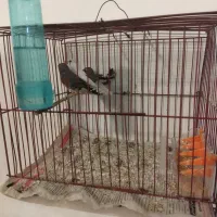 یک خانواده فنچ